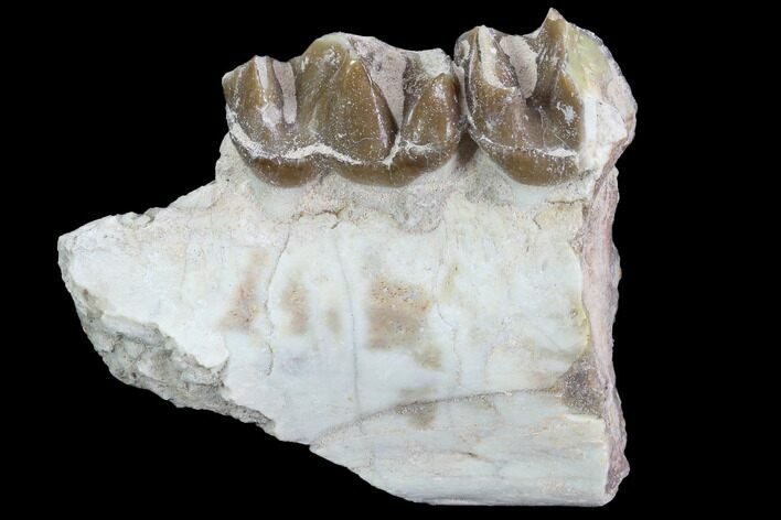 Hyracodon (Running Rhino) Jaw Section - South Dakota #90281